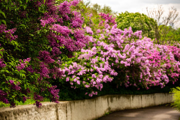 Fototapeta na wymiar rainy cloudy day in lilac garden