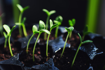 Seedling. Growing leaves of watermelon on a dark background.