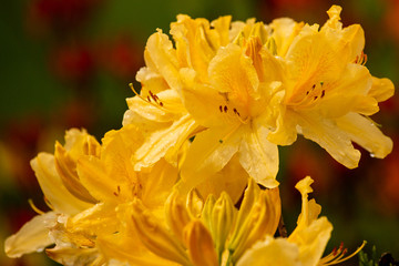 Fototapeta premium rhododendron flower