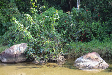 Naklejka na ściany i meble The river among the lush vegetation. 