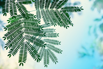 Leucaena. Leaves against a blue sky. Summer