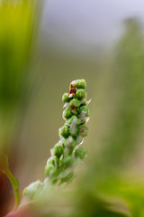 Unblown inflorescences of a bird cherry with gently green leaves. Ready photo background. Soft focus. Macro.