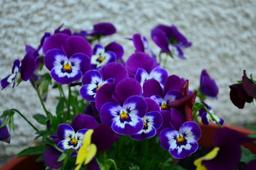 lovely colored pansy flowers in a pot