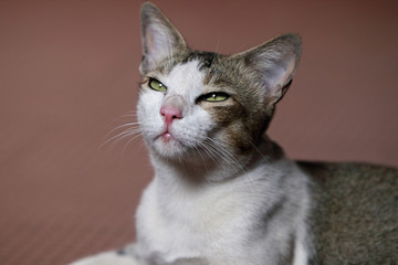 Portrait of a beautiful Indian Breed cat