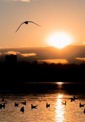 Seagulls fly off into the sunset again