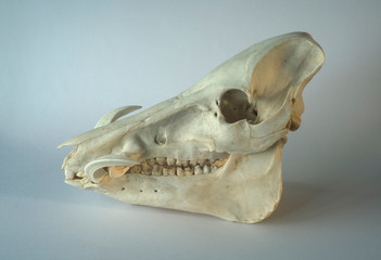 Naklejka premium Wild Boar or Wart Hogs phacochoerus africanus skull