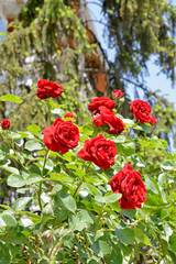 red roses  in the garden