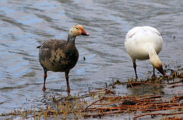 oies des neiges immature