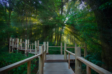 Wooden bridge walkway in Nature Trail at Inthanon mountain peak; at Chiang mai Thailand