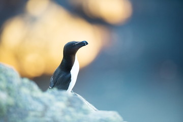 Alca torda. Runde Island. Norway's wildlife. Beautiful picture. From the life of birds. Free...
