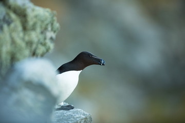Alca torda. Runde Island. Norway's wildlife. Beautiful picture. From the life of birds. Free nature. Runde Island in Norway. Scandinavian wildlife. North of Europe. Picture. Seashore. A wonderful shot