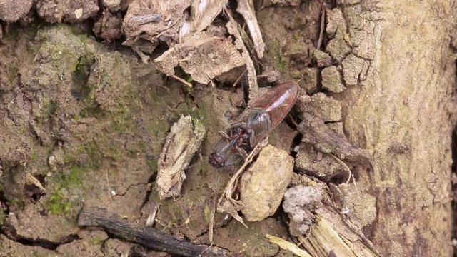 Little brown coloured insect is laying on its back in the forest then walks away