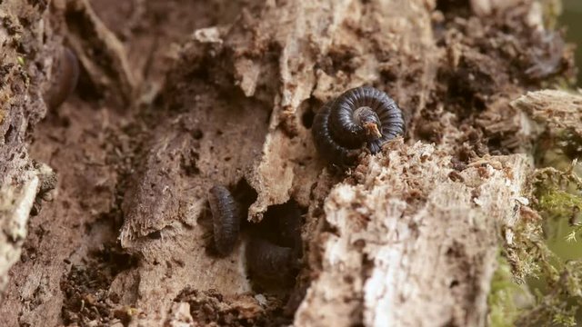 Little woodlouse is walking up on a dry tree and interferes a millipede worm which rushes away