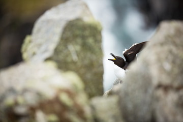 Alca torda. Runde Island. Norway's wildlife. Beautiful picture. From the life of birds. Free...