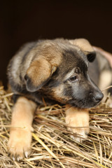 brown little cute puppy on hay