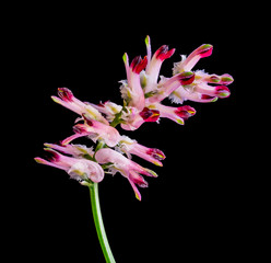 Blütenpflanze, Echter Erdrauch, Fumaria officinalis, Mohngewäche auf schwarzem Hintergrund
