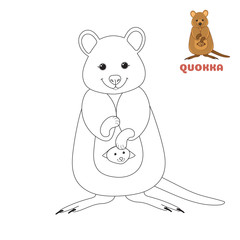 Coloring book page for preschool children with colorful australian Quokka and outlines to color. Vector illustration for kids education and child development. Australian animal.