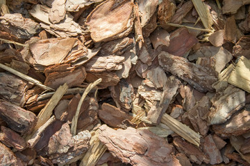 Pieces of wood bark background