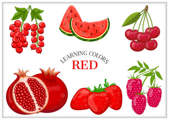 Red berries and fruit set: red currant, watermelon, cherry, pomegranate, strawberry, raspberry. Vector illustration.