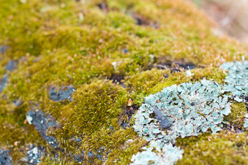  background of moss and blue lichen. mossy tree
