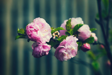 Pink flowers in the garden