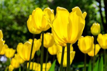 Obraz premium Bright colorful Tulip blossoms in garden. Spring time.