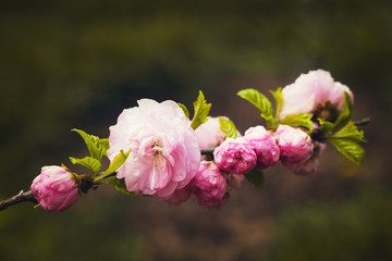 Pink flowers on gray background
