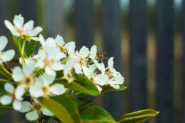 Bee on a white flowers