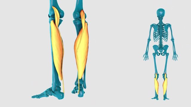 Superficial muscle of posterior compartment of leg-on a white background-3D HUMAN MUSCLE ATLAS