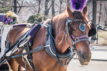 Obraz premium Royal horse carriage rides at Central Park on the fountain square with branches of bare trees under a late winter sun - New York City, NY
