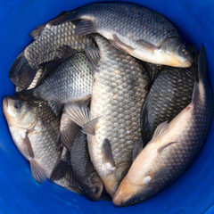 crucian carp in bowl