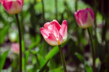 Bright colorful Tulip blossoms in garden. Backgound.