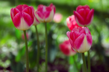 Fototapeta premium Bright colorful Tulip blossoms in garden. Backgound.