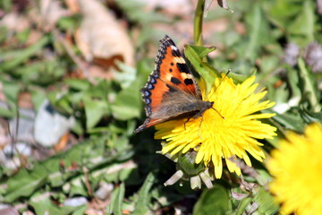 papillonage