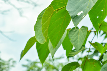 green leaf on blue sky