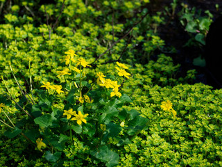 群生するネコノメソウとリュウキンカ