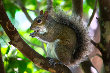 squirrel on a tree