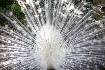 white peacock with feathers