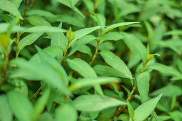 Green leaf, texture green nature, beautiful leaf on garden