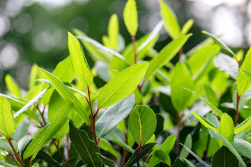 Green Bay Tree or green Bay Leaf as Plant