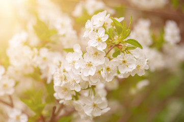 Cherry flowers frame
