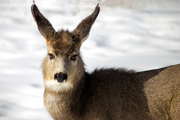 deer in the snow