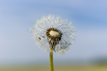 Obraz premium Pusteblume