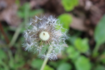 Dandelion flower puff in backyard spring garden 