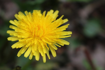 Dandelion flower puff in backyard spring garden 