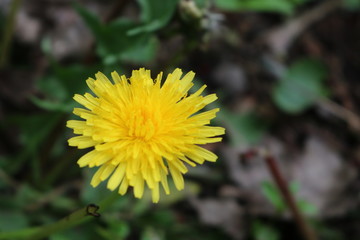 Dandelion flower puff in backyard spring garden 