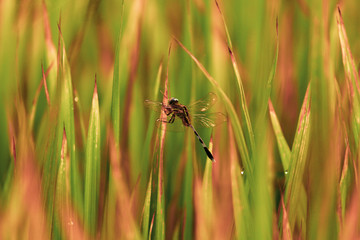 dragon fly