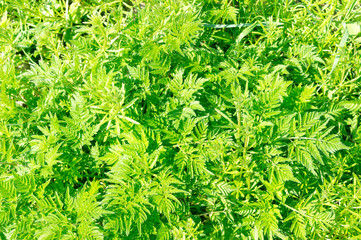 Grüne Blätter Hintergrund