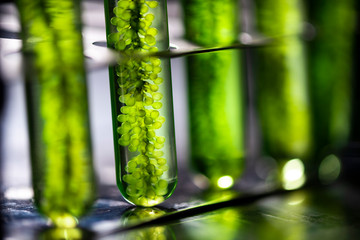 Photobioreactor process in algae fuel biodiesel research in biofuel industry lab, natural algae plant alternative fuel energy, Algae oil renewable research in industrial laboratories - obrazy, fototapety, plakaty