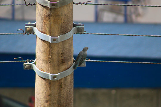 sanha&ccedil;u cinzento  parado no poste em fio el&eacute;trico